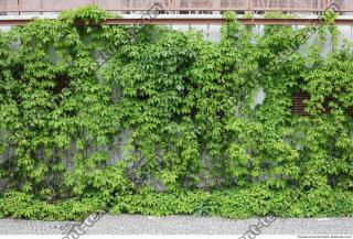 Photo Textures of Ivy